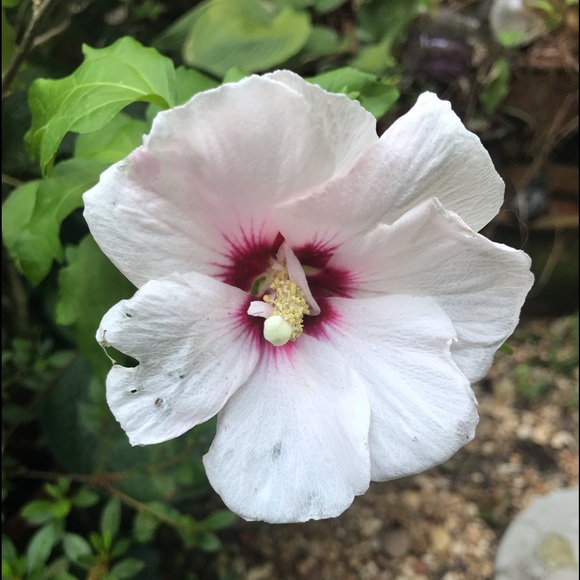 Meet your Posher, Leslie - Picture 1 of 1